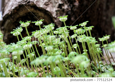 Shooting liverwort brightly 77512524