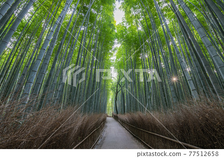 京都府京都市新綠嵯峨野竹林路 77512658