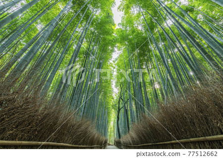 Kyoto City, Kyoto Prefecture, Fresh Green Sagano Bamboo Forest Road Kyoto City, Kyoto Prefecture, Fresh Green Sagano Bamboo Forest Road 77512662
