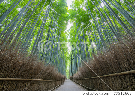 Kyoto City, Kyoto Prefecture, Fresh Green Sagano Bamboo Forest Road Kyoto City, Kyoto Prefecture, Fresh Green Sagano Bamboo Forest Road 77512663