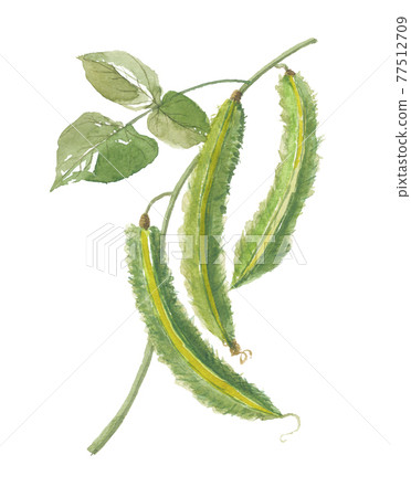 Winged bean with leaves 77512709