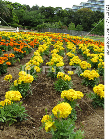 Orange marigold flower Orange marigold flower 77512821