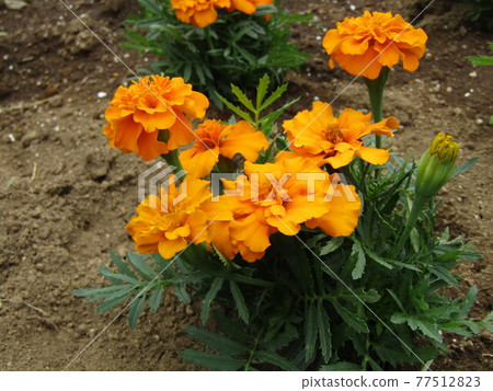 橙花是萬壽菊 橙花是萬壽菊 77512823