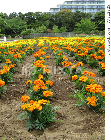 橙色和黃色的花是萬壽菊 橙色和黃色的花是萬壽菊 77512825