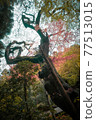 A large tree with distinctive branches in a Japanese garden after the rain 77513015