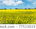 A field of rape blossoms healed by the blue sky, clouds, and a small roof 77513019