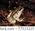 Holst's frog (young individual, whole body) 77513125