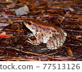 Holst's frog (whole body) 77513126