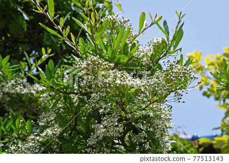 Firethorn with many buds (Tokiwayama Hawthorn) 77513143