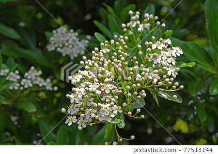 火棘山楂（常盤山山楂） 77513144