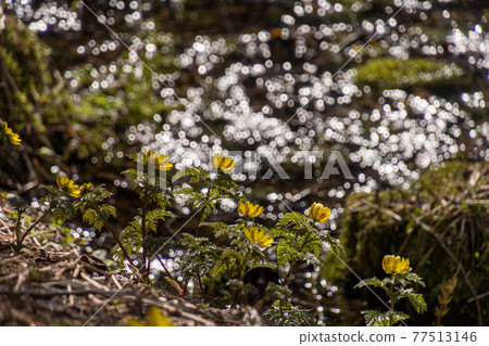 Fukujusou of the Himekawa headwaters 77513146