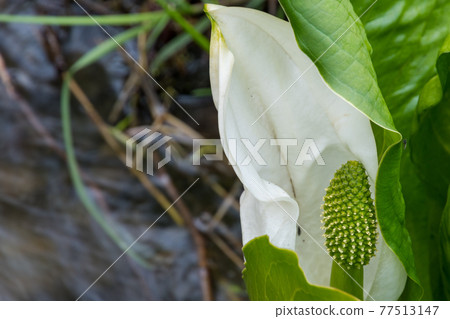Headwater skunk cabbage 77513147