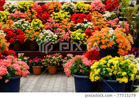 Fragrant roses, beautiful flower paradise, Japan, Kyushu, Taketa City, Oita Prefecture Fragrant roses, beautiful flower paradise, Japan, Kyushu, Taketa City, Oita Prefecture 77513279
