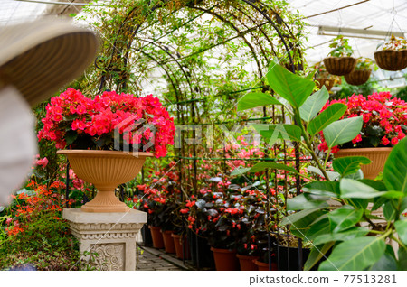 Fragrant roses, beautiful flower paradise, Japan, Kyushu, Taketa City, Oita Prefecture Fragrant roses, beautiful flower paradise, Japan, Kyushu, Taketa City, Oita Prefecture 77513281