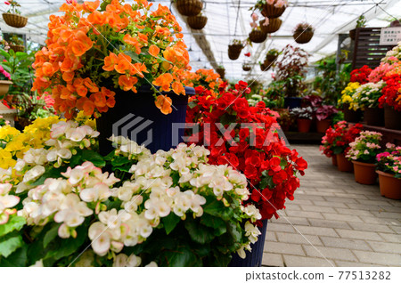 Fragrant roses, beautiful flower paradise, Japan, Kyushu, Taketa City, Oita Prefecture Fragrant roses, beautiful flower paradise, Japan, Kyushu, Taketa City, Oita Prefecture 77513282