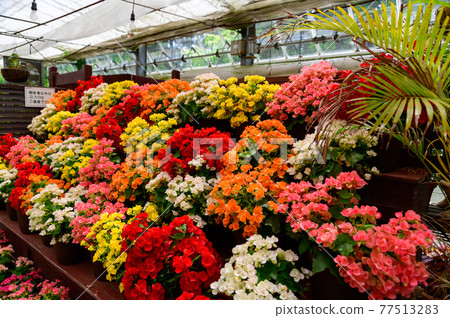 Fragrant roses, beautiful flower paradise, Japan, Kyushu, Taketa City, Oita Prefecture Fragrant roses, beautiful flower paradise, Japan, Kyushu, Taketa City, Oita Prefecture 77513283