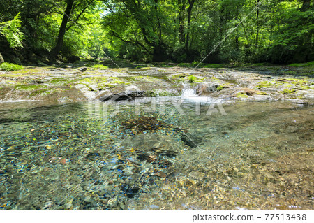 May Fresh green Kikuchi Gorge [Kikuchi City, Kumamoto Prefecture] 77513438