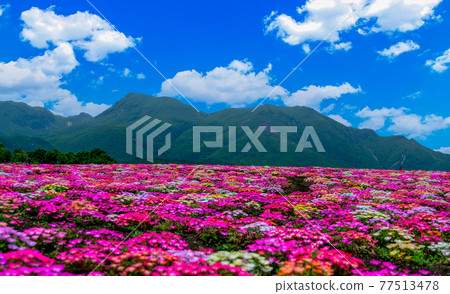 Bright spring season, beautiful fragrant spring field, Taketa City, Oita Prefecture, Japan, Kyushu 77513478