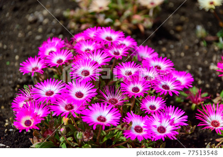 Fragrant Flower Village Living Stone Daisy Close-up Spring Saihata Japan / Kyushu / Taketa City, Oita Prefecture Fragrant Flower Village Living Stone Daisy Close-up Spring Saihata Japan / Kyushu / Taketa City, Oita Prefecture 77513548