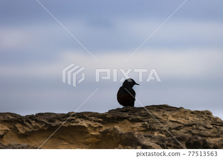 停在岩石上的水鳥 77513563