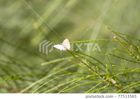 在草叢間的小白蝶 77513565