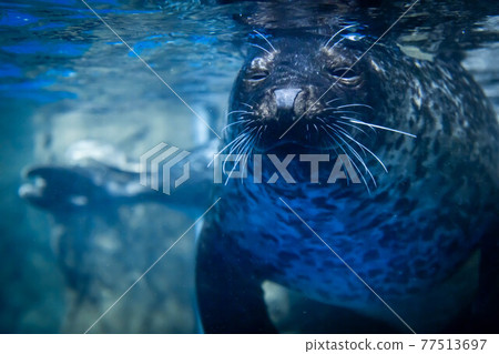 Seals Seals 77513697