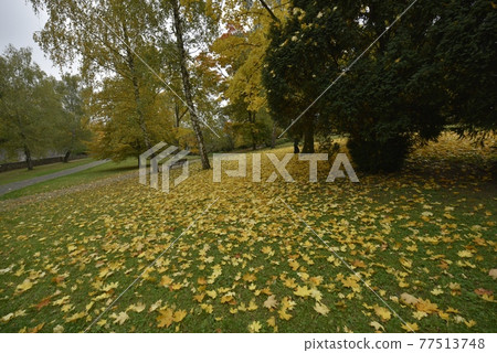 公園裡樹木參天,楓葉遍佈草地。 公園裡樹木參天,楓葉遍佈草地。 77513748