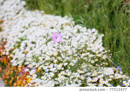 Agrostenma花 Agrostenma花 77513977