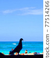 夏威夷-夏威夷海灘和鳥類 77514266