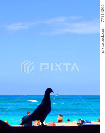 夏威夷-夏威夷海灘和鳥類 77514266
