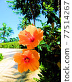 夏威夷-夏威夷和芙蓉 77514267