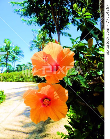 夏威夷-夏威夷和芙蓉 77514267