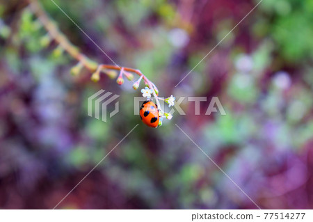 Ladybugs perched on a small flower 77514277