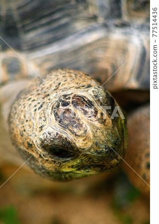Turtle head 77514436