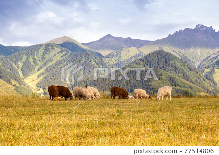 Rams herd feeding in the meadow with a central asian mountains on the background 77514806