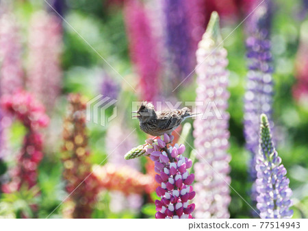 Lark and lupine 77514943