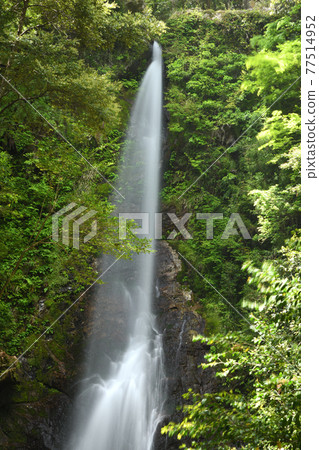 Kasagi Valley Kasagi Fudotaki (Otaki) [Taiki-cho, Watarai-gun, Mie Prefecture] 77514952