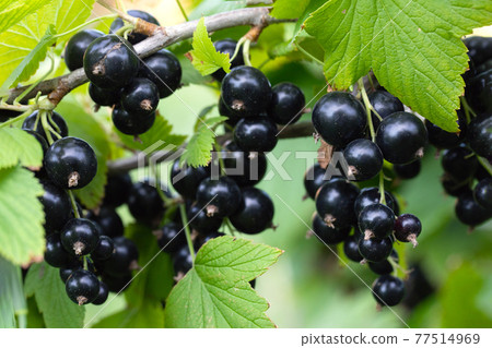 Bush of black currant with ripe bunches of berries and leaves on blurred natural green background. 77514969