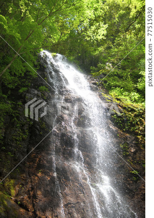 Kasagi Valley Kasagi Fudotaki (Medaki) [Taiki-cho, Watarai-gun, Mie Prefecture] 77515030