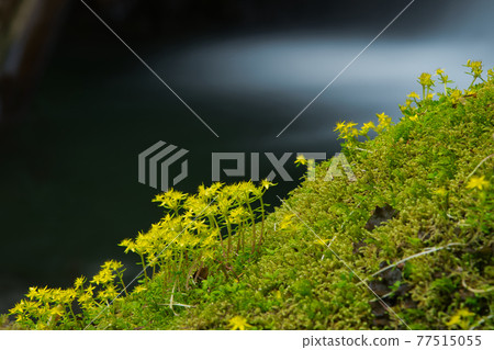 Himerenge blooming near Kasago Fudo Falls [Taiki-cho, Watarai-gun, Mie Prefecture] 77515055