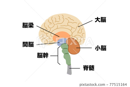 大腦結構圖解素材 77515164