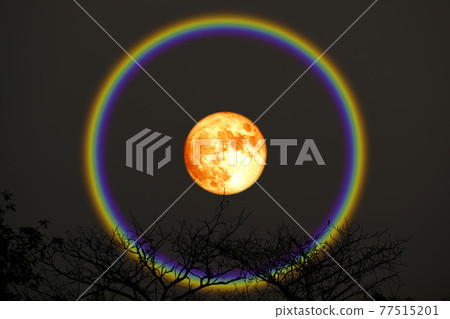 harvest blood moon halo over top trees in the night sky harvest blood moon halo over top trees in the night sky 77515201