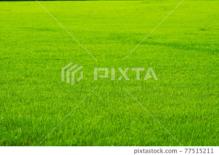 nature green grass in field background nature green grass in field background 77515211