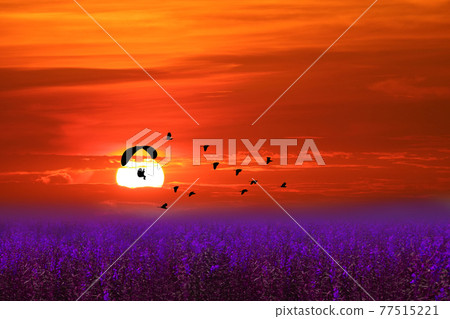 sunset flying bird and paramotor over purple flower of lavender field red orange sky sunset flying bird and paramotor over purple flower of lavender field red orange sky 77515221