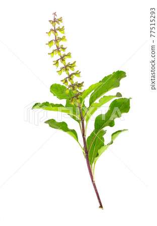 Isolated shoots of Holy basil or Holy Basil with Flower Buds, macro image white background. 77515293
