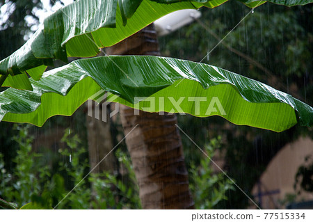 Rain Soaked Plantain Leaves 77515334
