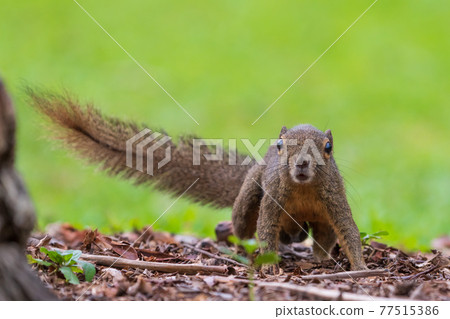 [Squirrel] Front of banana squirrel in Singapore 77515386