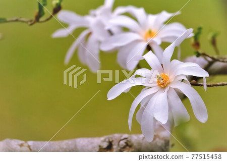 Flowers of Sidekobushi Flowers of Sidekobushi 77515458