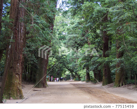 Suginami Suginami 77515459