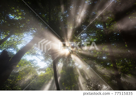 Sunny beams 77515835